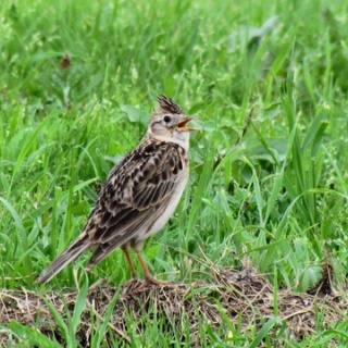 花鳥いろいろ 四季の野鳥