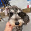 仔犬ちゃんシャンプー🐶