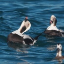 コオリガモの求愛　Long-tailed Duck