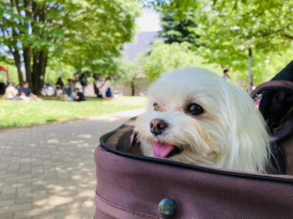 北陸最大級のドッグイベント！『しいのき迎賓館』で『わんダフルフェス』開催。3月28日、29日。