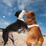 『「ガンバッテ♪」とにっこりおやつを渡していた様子を何気に見たので犬と飼い主さんの行動を分析してみた』の画像