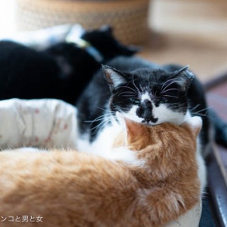 馬とニャンコと男と女