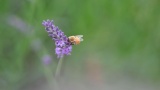 いい天気だからラベンダー畑で蜂を撮ってきた🪻🐝📸（※画像あり）