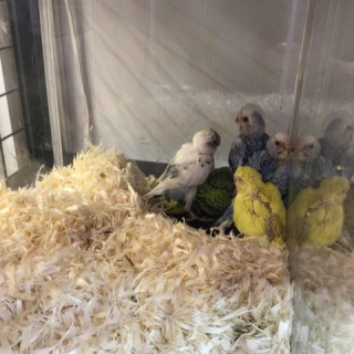 小動物専門店NATURE'S