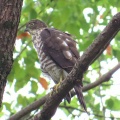 野鳥雀鷹（ツミ）の幼鳥を撮る25🦅📸（太田市）