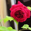�ȡ����鯺餯���Ȥʤ�ˤ���