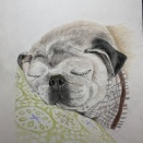 【色鉛筆】寝顔のパグ犬完成