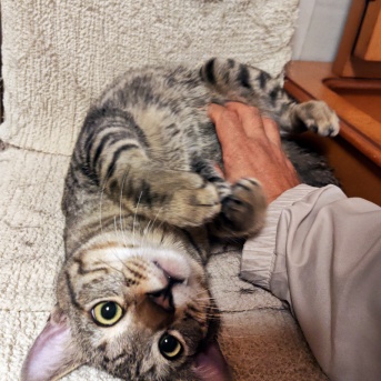 ひまちゃん里親募集中