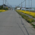 タンポポ街道