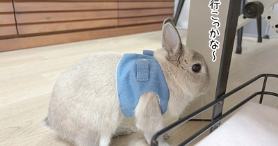 うさぎのルリ(10/21追記)