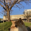 第86回桜花賞🌸(G1)🏇