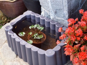 プランターで始めるメダカ飼育 Tokuzeのメダカ飼育日記 屋外でメダカを飼おう