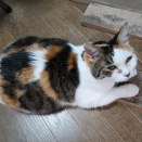 11歳になりました