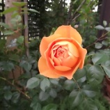 『今年も素敵～♪』の画像