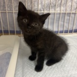 『黒猫の子猫を受け入れました』の画像