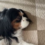 イヌじゃないの、ムスメなの☆