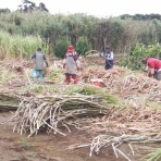 種子島のブログ