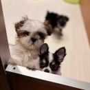 やんちゃで遊ぶの大好きチワワくん