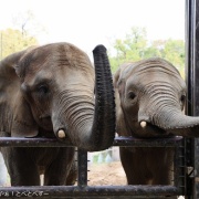 媛ちゃんの19歳のお誕生会♪　（３）