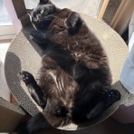 おそらくその平凡こそ幸せ　猫と私と家族の日常