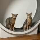 グレー兄弟の距離感