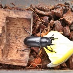 鍬形飼育記録帖