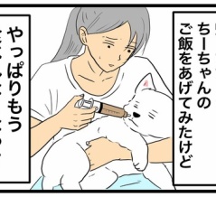 シニア犬の最期に見られた症状｜腎不全と貧血、ちーちゃんを看取った日のこと【ちーちゃんと私のお話】