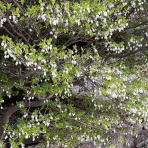 南坊園のブログ