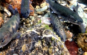 2026年度 渓流魚 放流日決定しました！！