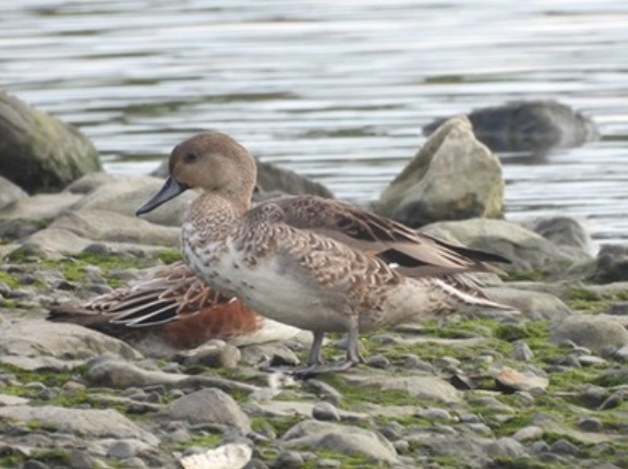 2026年10月15日の野鳥公園