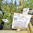 新生活レシピ！包丁いらずで超簡単！春キャベツと豚肉の塩昆布蒸し＆感動のイエルバブエナ