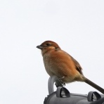 tamsan'sリストア2