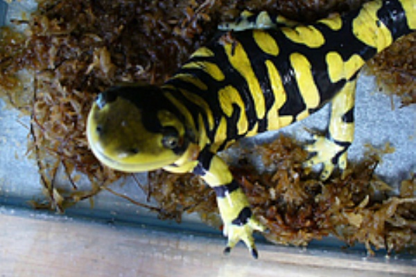 オビタイガーサラマンダーの餌 アフリカツメガエル観察日記