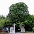 2026金龍寺のアオバズクを撮る8🦉📸（太田市）