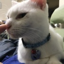 猫と首輪　20251102