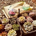 冬から春へ　多肉のことやら