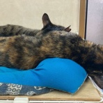 はるだ動物病院
