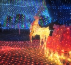 ハートウォーミングな光に包まれた「小江公園のクリスマスイルミネーション」（諫早市高来町）