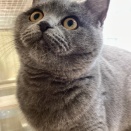 ブリちゃんのご紹介