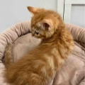 スコティッシュくん♡