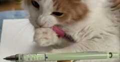 ペンを持ち上げるネコとペンを噛む猫