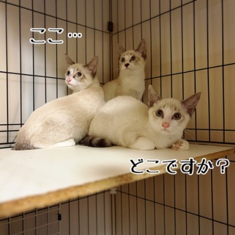 昨日は秘密結社ねこのひげ譲渡会♪＆どちらさま