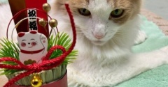 猫のお正月用写真のメイキング写真いろいろ