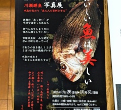 川瀬輝魚写真展＠豊洲「銀鱗文庫」、ほか