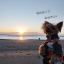 静岡山梨へ年越し旅行2026🗻  海まで０分 海岸通り食事編