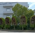切られた！