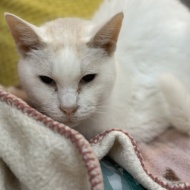 マッシュのこと