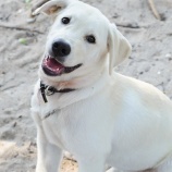 『犬と一緒に家の中で遊んでますか？』の画像