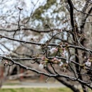 生活保護止めてバイトしたら困窮するとの件