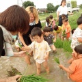 苗とり　田植え